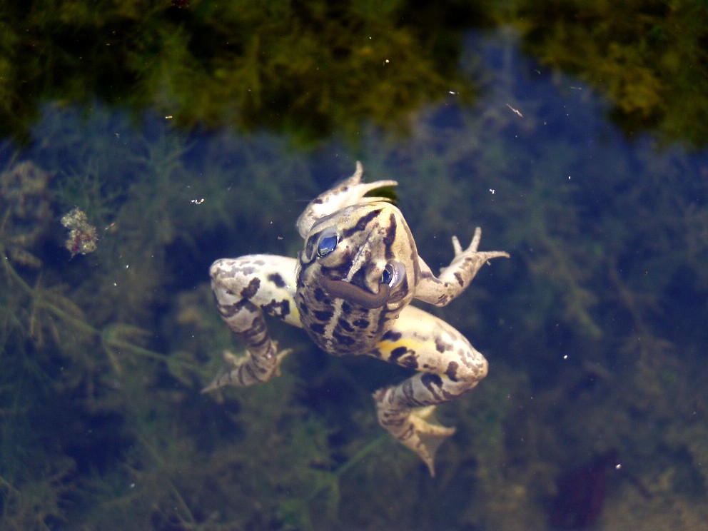 Le solite ... rane verdi - Pelophylax sp. (prov. Ferrara)